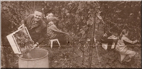 Marius van Stokkum in een oud krantenartikel waar hij druiven in een vat gooit