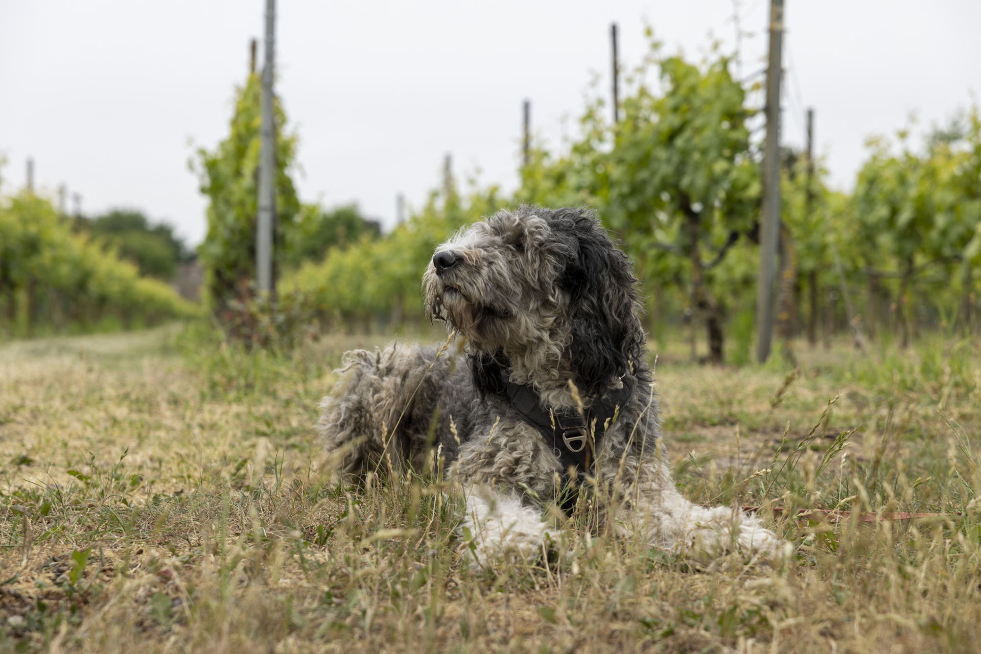 Maya, onze trouwe hond ligt in het gras